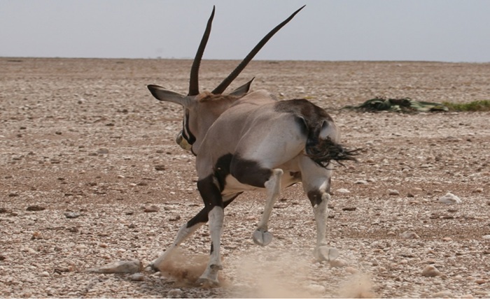 Parque Nacional da Iona